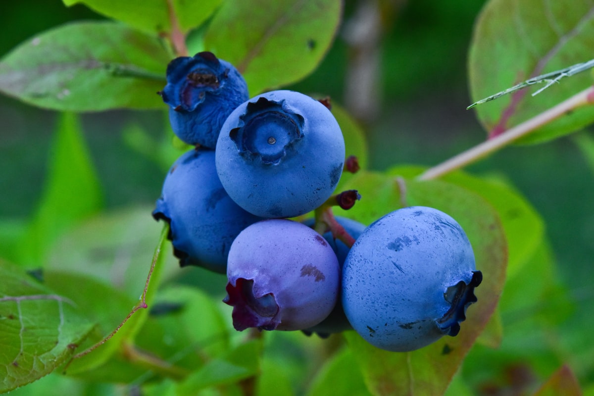 Spenót antioxidánsok